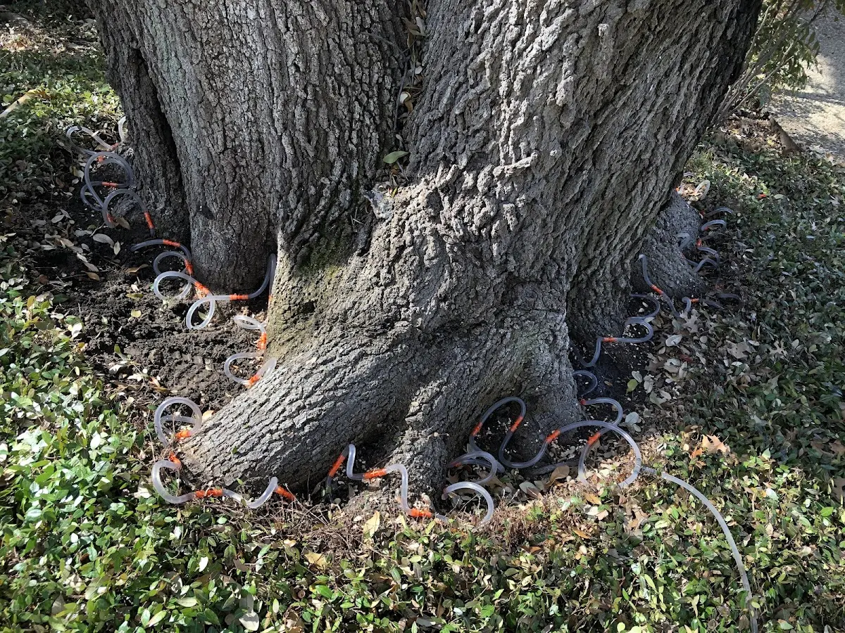 Detailed Tree Cabling and Bracing job site in Eddyville